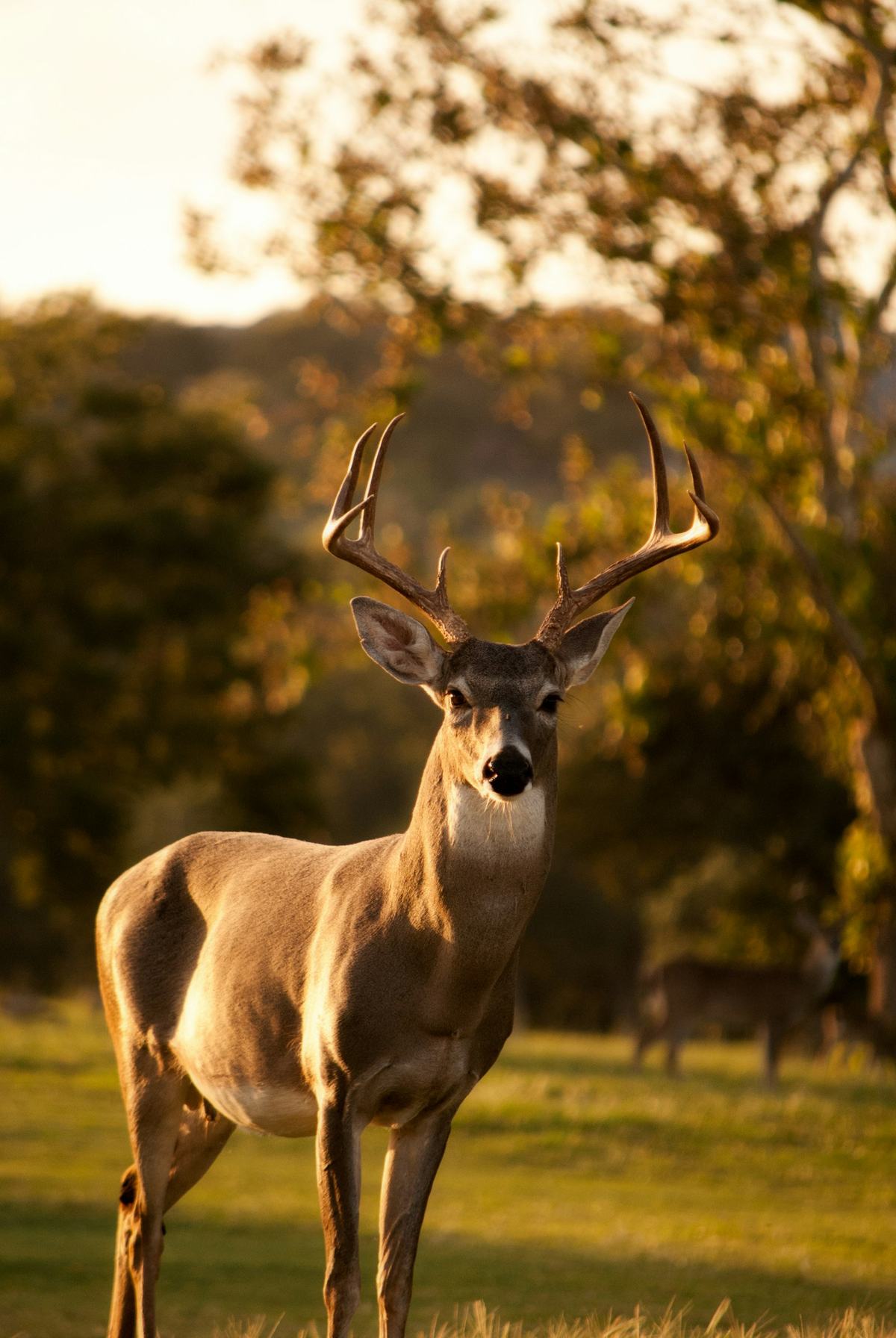 A deer on the ridge corridor